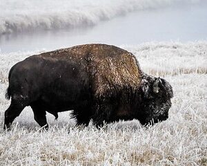 Yellowstone, Grand Teton & Utah Mighty 5 Winter Tour: Small Group 9-Day Tour