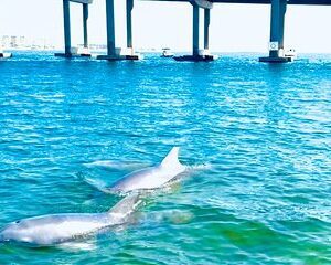 Destin Harbor Boat Ride and Dolphin Watching