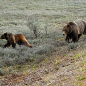 Grand Teton National Park Private Wildlife Safari - Dawn/Dusk