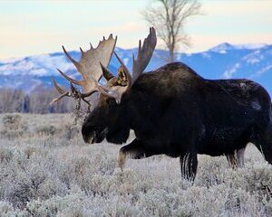 Grand Teton National Park Private Wildlife Safari - Full Day