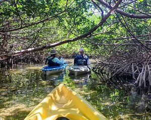 Private Guided Mangrove Eco-Tour Adventure