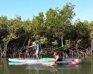 Scenic Mangrove Tunnel Paddle Tour - New Smyrna Beach