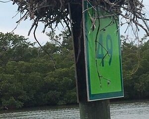 5 Hour Keewaydin Island Beach Tour