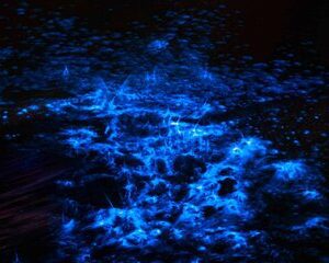 Bioluminescence Paddle Tour