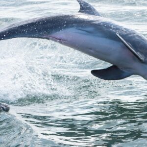 Dolphin Odyssey and Sightseeing Tour