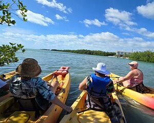 Guided Mangrove Eco Tours Kayak or Paddleboard Adventure