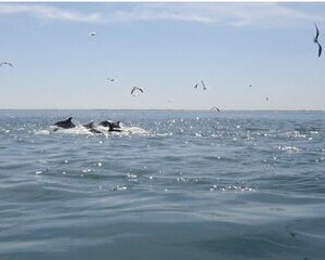 Private Dolphin Tours in St. Augustine, Florida