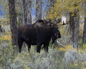 Yellowstone National Park - Lower Loop Adventure