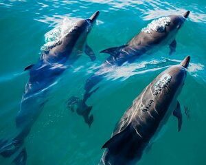 2 Hour Private Captained Crab Island Dolphin Tour in Destin