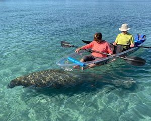 Guided Clear Kayak Eco-Tour of Jupiter