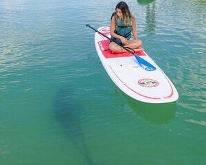 Guided Dolphin Eco Tour by Kayak & SUP - Fort Myers Beach, FL
