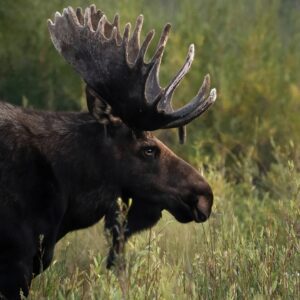 Half-Day Grand Teton Wildlife Safari Private Tour
