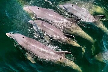 Pensacola Beach Dolphin and Scenic Tour Pensacola Beach Dolphin and Scenic Tour