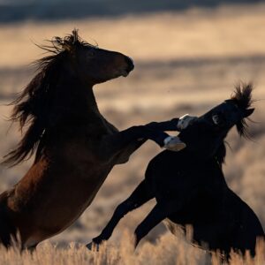 Red Canyon Wild Mustang Tours And Safaris In Cody Wyoming