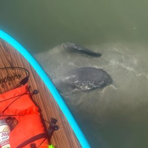Dolphin, Manatee and SeaTurtle SUP Adventure Tour of St Augustine