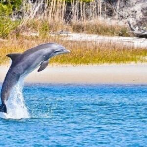 Dolphin and Nature Boat Excursion