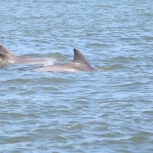 Dolphin and Wildlife History Tour
