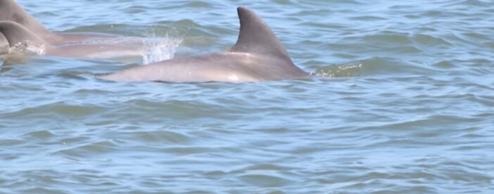 Dolphin and Wildlife History Tour