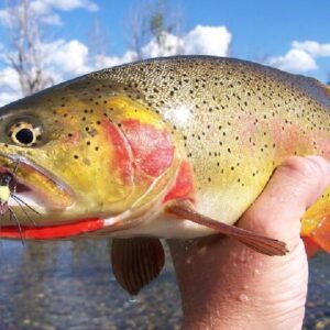 Full Day Guided Fly Fishing Trip From Jackson Hole
