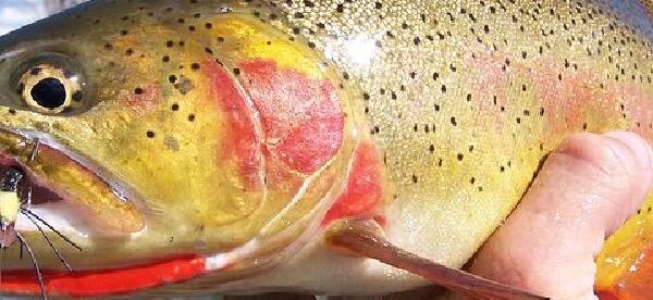 Full Day Guided Fly Fishing Trip From Jackson Hole