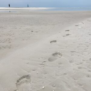 Half-Day Super Shelling Tour