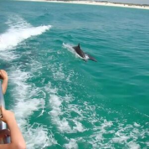 Pensacola Beach Dolphin and Scenic Tour