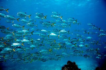Save 10.00%! Key Largo Snorkel Tour, Two Locations - Equipment Included!