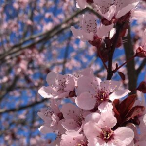 Small Group Washington D.C. Cherry Blossom 1-Day Experience Tour
