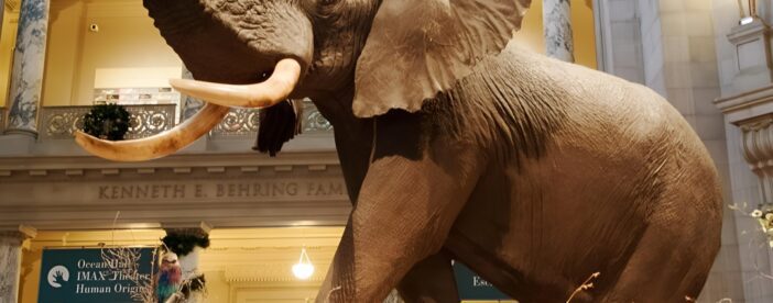 Smithsonian Museum of Natural History Tour Semi-Private 8ppl Max