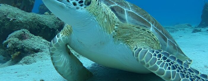 Snorkeling with Sea Turtles