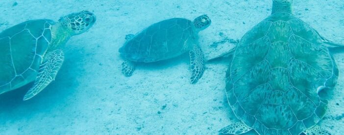 The Frederiksted St. Croix Sea Turtles Snorkeling Tour
