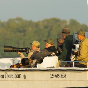 Two-Hour Everglades Dolphin, Manatee and Birding Boat Tour