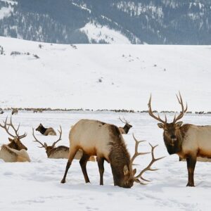 4 Hour Winter Wildlife Safari in Grand Teton National Park