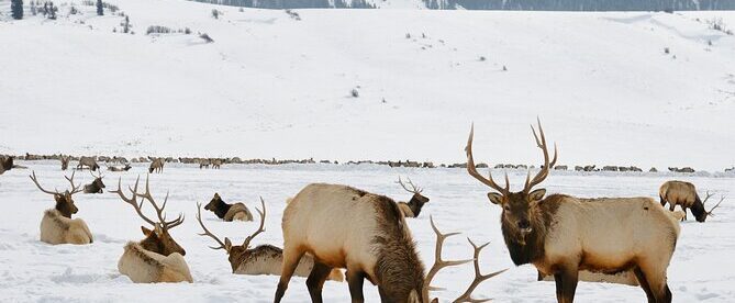4 Hour Winter Wildlife Safari in Grand Teton National Park