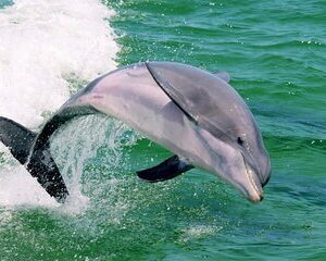 Destin Dolphin and Sunset Cruise