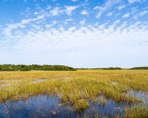 Everglades National Park Private Car Tour