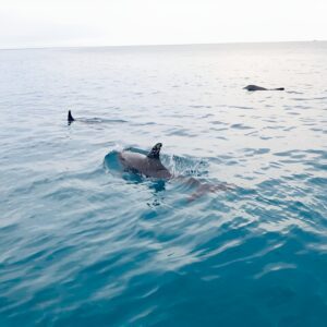 Florida Keys Backcountry Eco Tour from Big Pine Key