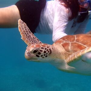 Florida Keys Eco Tour: Snorkel, Kayak, Lunch + Transportation!