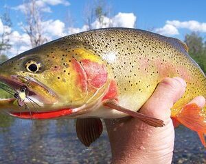 Full Day Guided Fly Fishing Trip From Jackson Hole
