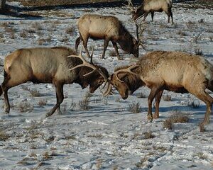 Grand Teton National Park Private Sunrise Tour