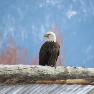 Grand Teton Park & Jackson Hole - PRIVATE Full-Day Wildlife Tour