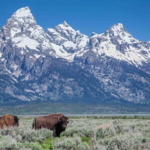 Grand Teton Wildlife Safari Tour