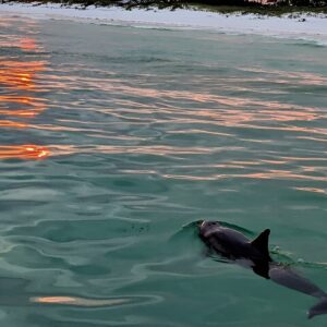 Guided Sunset and Eco Tour Non Private in Destin, FL