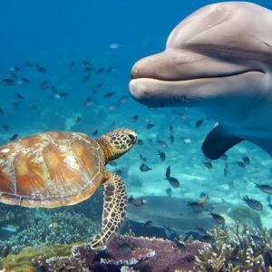 Guided Tour for Dolphin & Sea Turtle Observation in Saint Augustine, Florida