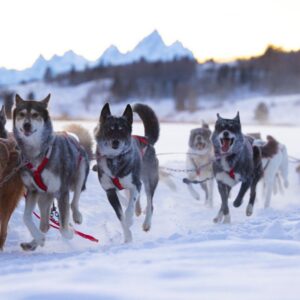 Jackson Hole Full-Day Dog Sledding and Snowmobiling Combo Trip