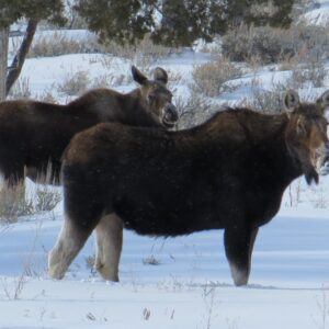 Jackson Hole & Grand Teton Park - Full-Day Wildlife Tour