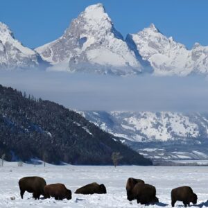 Jackson Hole & Grand Teton Park - Half-Day Wildlife Tour - Afternoon