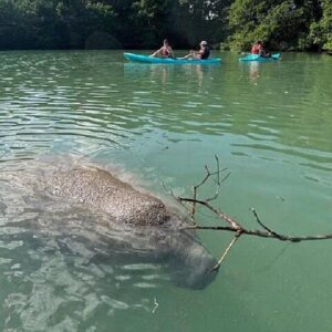 Manatee Season Guided Paddle Tour from Virginia Key