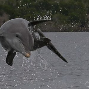 Marco Island 2 hour Dolphin, Birding and Shelling tour