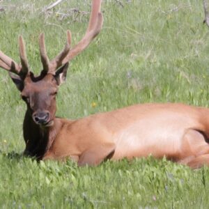 Old Faithful - Lower Yellowstone - Group Private Tours. 5 Min Peo